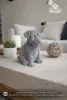 Product image 1 of the product “Finn - Seated Dog, 16.5cm H | cast stone ”